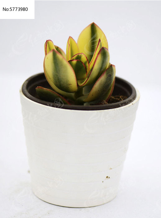 ��߽�ƶ���ֲ��ͼƬ