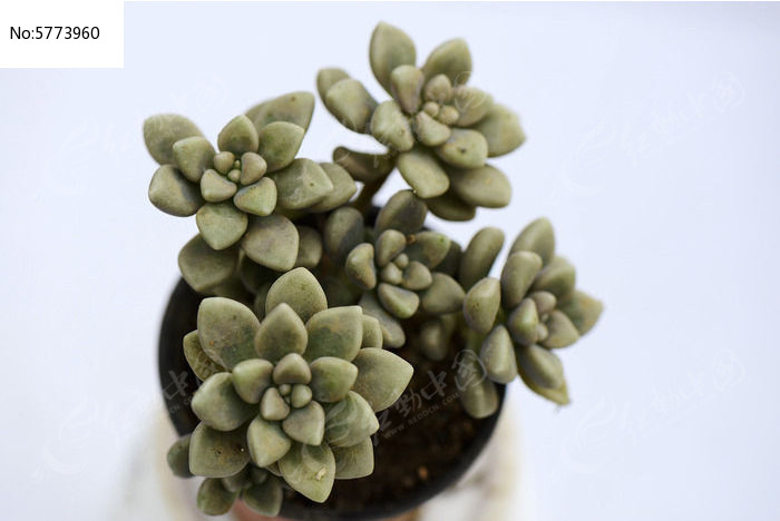 �����ζ���ֲ��ͼƬ