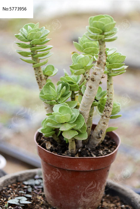 �ڽڸ߶���ֲ��ͼƬ