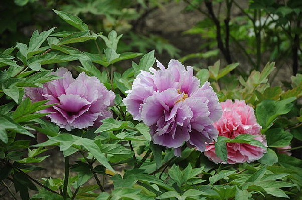 ������ɫ��ĵ��