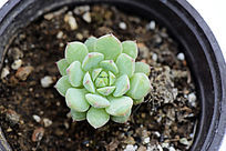 ��ɫ��Բ�����ֲ��