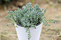 ��ɫ�����ζ���ֲ��