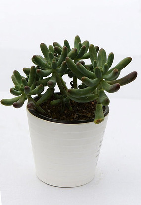 绿手指多肉植物