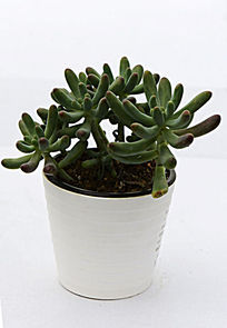 ����ָ����ֲ��