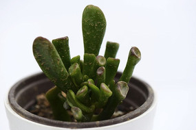 ��������ֲ��