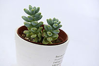 ��׹�ζ���ֲ��