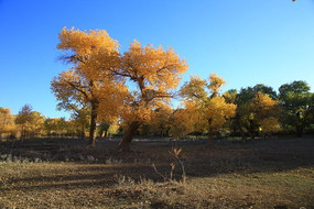 ƽԭ������