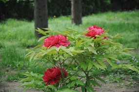 �����ĵ��