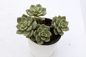 �Ķ������ζ���ֲ��