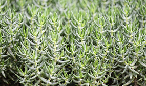 �����ζ���ֲ��