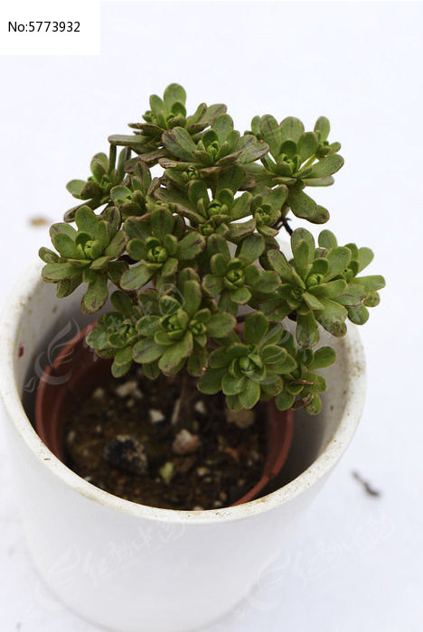 СҶ���ζ���ֲ��ͼƬ