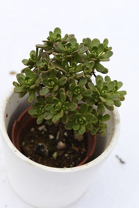 СҶ���ζ���ֲ��