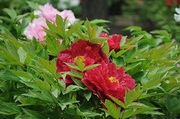 һ��ĵ����