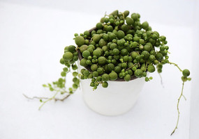 Բ���������ֲ��