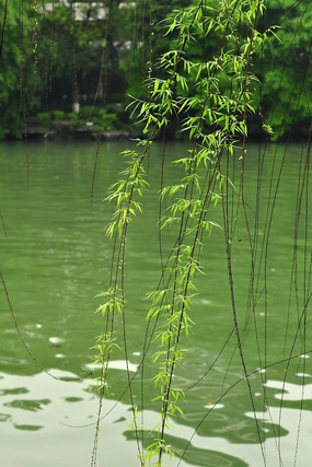 ���ߵ�����