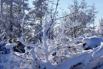 ѩԭ��֦ѩ��