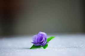 һ����ɫ�Ļ�