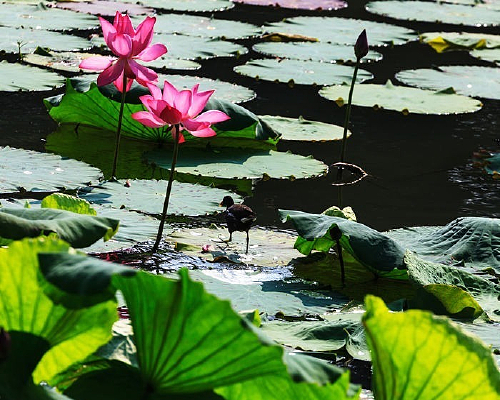 ��Ҷ��С��