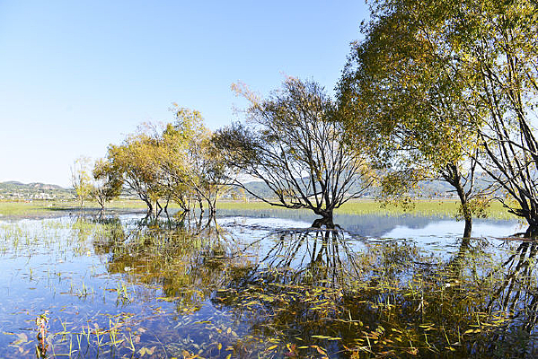 ������ľ