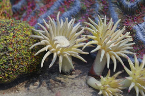 ����ɺ��