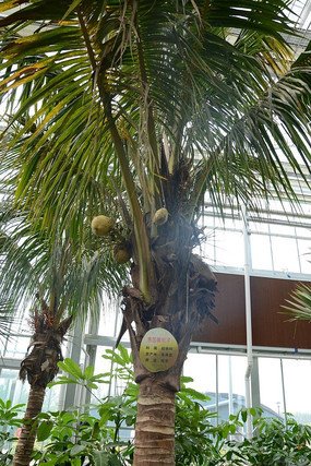 ̩����Ҭ��