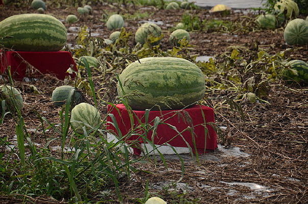 ������԰