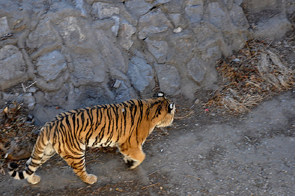 �����е��ϻ�