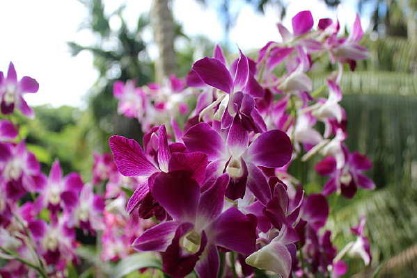 ��ɫ��������