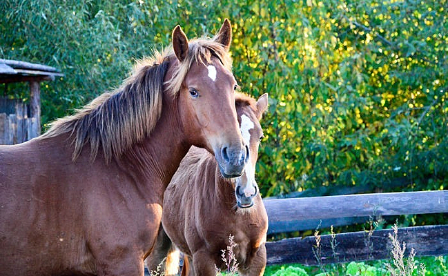 ��ɫ����