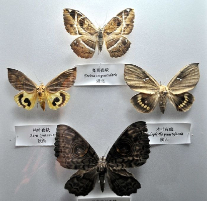 ħĿҹͿҶҹ꼰ľҶҹ