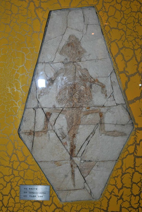 �Ż�ʯԶ�Ŷ���