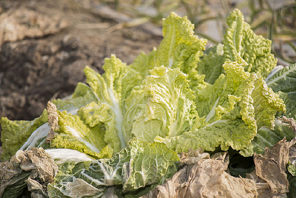 �����ײ�