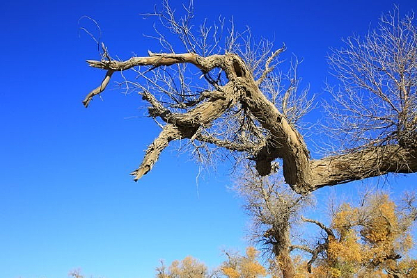 ��ľ����