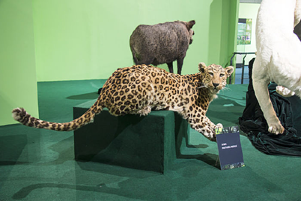 ��Ǯ���걾