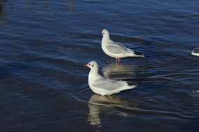 ��ɫ����