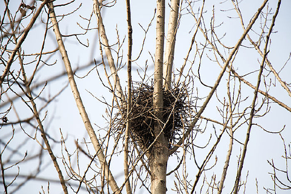 ��֦�ϵ�����