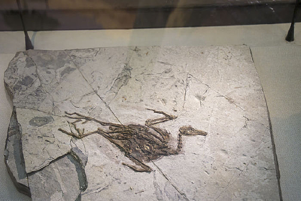 ���ϸ�����ʯ