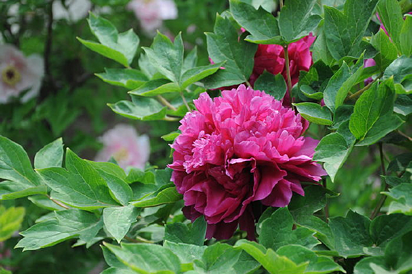 ����Ҷ������ĵ��