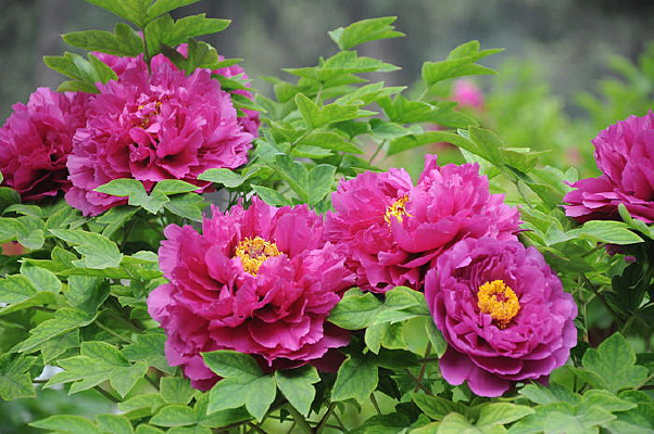 ��Ⱥ��ĵ��