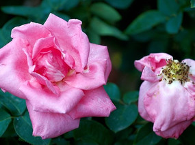 ��ɫ�¼�����