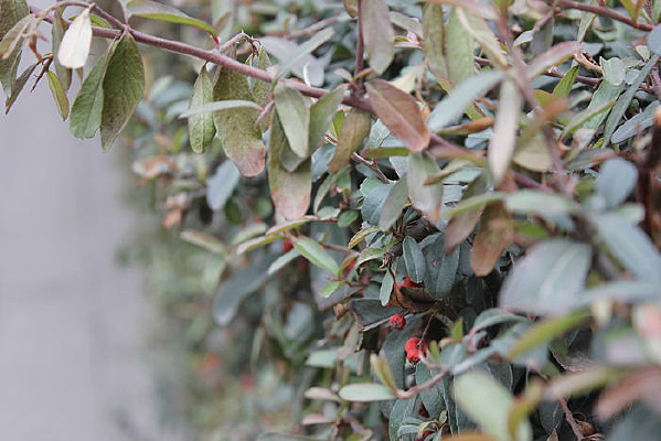 ��ɫС����