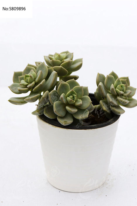 �����Ķ����ֲ��ͼƬ