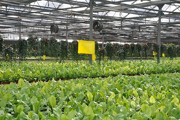 ��ֲ����