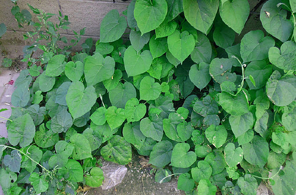 Ժ��һ�ǵĲ�