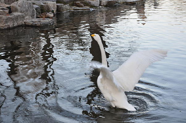 չ��߷�\\\\�ɵ����