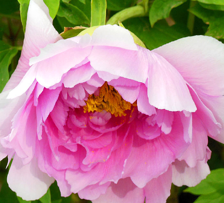 ĵ�����ֲ�