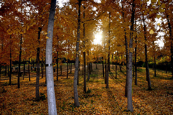 ����͸����������