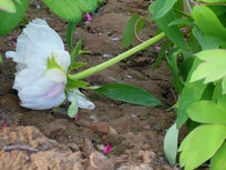 ��ɫ��ĵ����