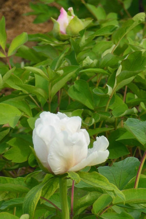 ��ɫ����ͼƬ