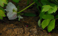 ��ɫĵ�����ز�